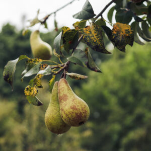 Voedselbos-fruit tegoedbon